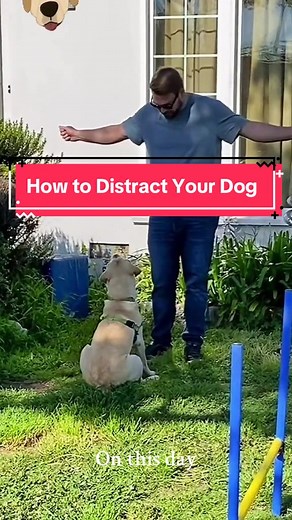 Dog training is 80% training the human and 20% training the dog. Here we are teaching Maple and her human “Distraction Hands” during eye contact. Follow to train the human so your dog can learn too 🐾 #onthisday #dogtraining #dogtrainingtips
