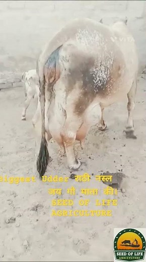 👌biggest udder of the world#viral#trending