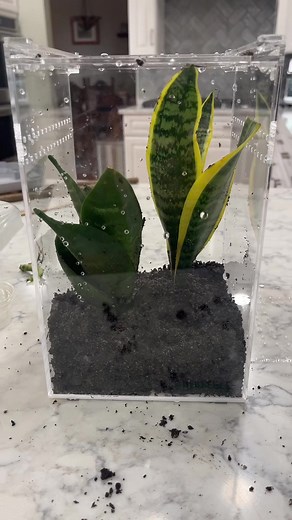 Setting Up a New Enclosure for My Mourning Gecko