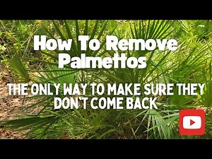 How To Remove Palmettos - And Make Sure They Don't Grow Back
