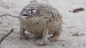 Listen to a Desert Rain Frog!