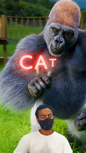 Fact world 121 on Instagram: "Koko the Gorilla: Ek Dil Chhu Lene Wali Kahani! 🦍💔 ...Doston, kya aap jaante hain ki janwaro mein bhi insaano jaise emotions hote hain? Is video mein hum baat karenge Koko the Gorilla ki, jisne na sirf Sign Language seekhi, balki ek nanhe se kitten (billi ke bachhe) se aisi dosti ki jisne poori duniya ko rula diya. Koko ki zindagi mein jab uska sabse pyaara dost chala gaya, toh uska reaction dekh kar aapki aankhein bhar aayengi. Is video mein dekhiye: Koko ne kais