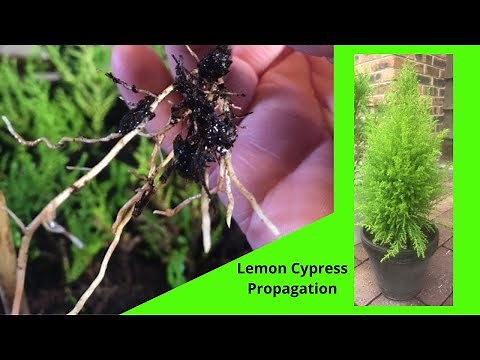 Lemon Cypress Propagation