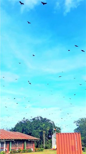 Flying Foxes Madang