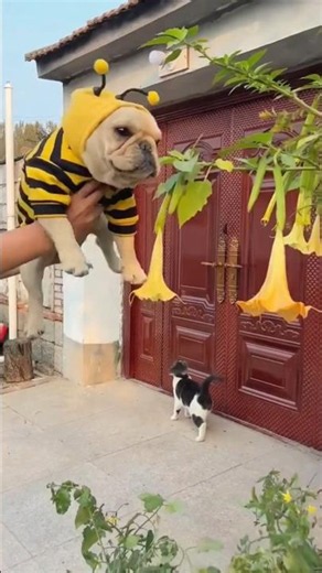 Top Funny Dogs That Will Make You Laugh | Husky Chaos, Golden Retriever & Adorable Puppies 🐶😂❤️