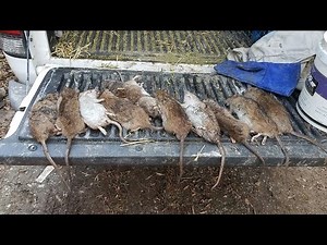 Catching Rats at a Chicken Coop - KRAZY!