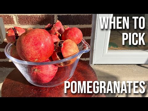 When to Pick Pomegranates -- Easy Test