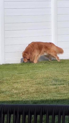 1.7M views · 113K reactions | Horse or Golden Retriever? The world may never know  | Tucker Budzyn | Facebook