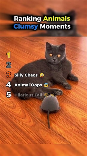 Ranking Animals Clumsy Moments 🤣🐾 Funny Pet Fails || #animalshorts #funnyanimals ‪@PawPals3‬