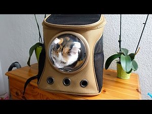 Backpack for cats - I test it!