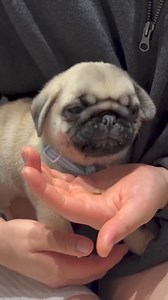 So sleeply 🥱 Cre: pugsandnails | Pug Overload