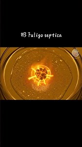 Slime mold proliferation, chemical reaction of slime molds 🧑‍🔬 #ASMR #auri #satisfyingASMR