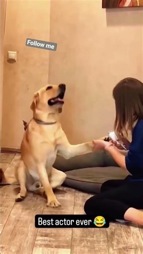 Dogs love having their nails trimmed. 🤣 #dog #dogs #dogvideos #funnyanimals #shorts