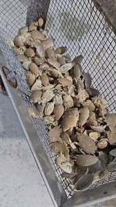 5M views · 13K reactions | Catching sand fleas for bait #fishing #beachfishing #saltwaterfishing #sandfleas #outdoors #reels #beach #oceanfishing #bait | WoodsBound Outdoors | Facebook