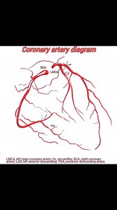 Coronary artery Diagram | Cardiophilia