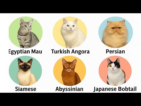 Every ANCIENT CAT Breed Explained