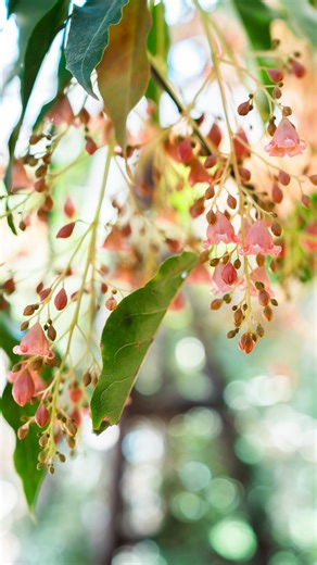 Merricks Store | A few of our most regular of regulars strutting the red carpet at 7am. If you weren’t planning on popping into see us this weekend then... | Instagram