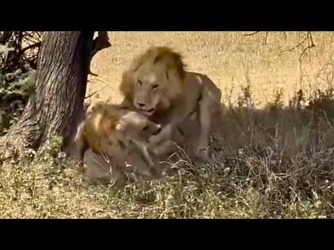 Lions Ambush Sleeping Hyenas Under Tree | 26 Minutes of Epic Clashes