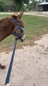 34K views · 272 reactions | Donkey training included … halter and tie rope .. unloading on and off trailer and getting them to raise leg up to get hoofs ! This is our donkey walk after we were done  There super sweet and so well trained already ! Ended the day with a Donkey walk ! I will do a photo dump next post as I can’t post videos and pics in the same post ! Which is super annoying !! | Gingy & Edders | Facebook