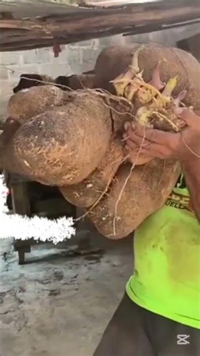 5 Tubérculos que SALVARÁN a la Humanidad 🍠🌍