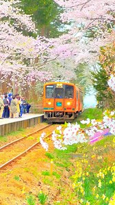青森県の県立芦野公園の桜 📲2022/4/25 Cherry blossoms in Ashino Park in Aomori prefecture #flower #花 #japan | 1minute traveller