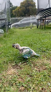 Baby harlequin macaw Walking 🐾🐾😍😍😍😍 | fine feathered friends