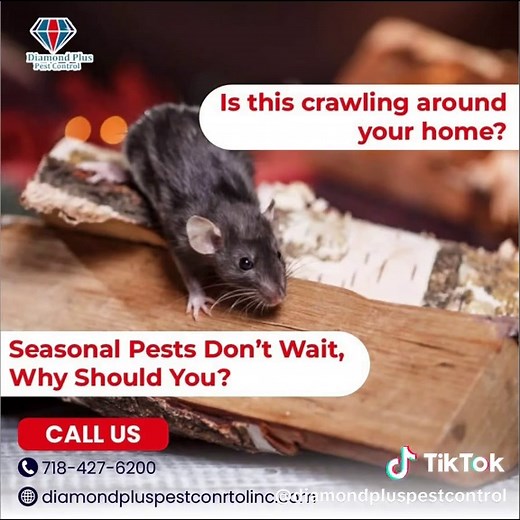 Diamond Plus Pest Control Services in NYC and NJ