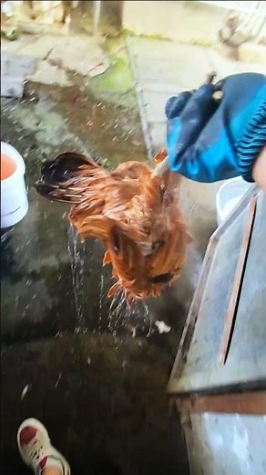 Chicken Feather Removal with Plucker Machine 👀