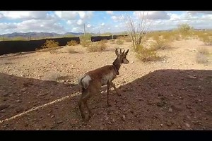 2.2K views · 153 reactions | Check out a video of 2020's Sonoran...