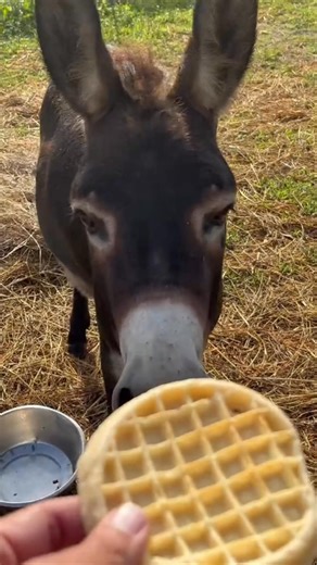 31K views · 1.3K reactions | Morning waffles with Henry! #fyp #donkey #boggsfunnyfarm #donkeysoftiktok #shrek #waffles #breakfast | Henry The Donkey | Facebook