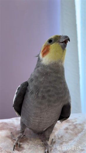 Bird singing song | Beautiful World