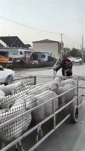 Stable Sheep Transport with Grid! No More Lost Sheep~