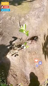 8.9K views · 89 reactions | Ang pinapahiwatig ng Surface Trail marker #viralreels #fypシ゚ #viralpage #kojc #trend #travel #follow | The Lost treasure | Facebook