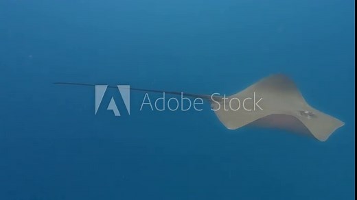 Stingray swimming underwater side view. Common ray in blue water undersea. Exotic marine wildlife exploring while scuba diving