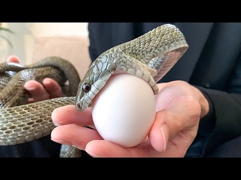 This Japanese rat snake is so cute as it eats eggs from your hand!