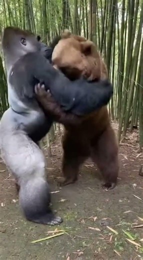 nMeeting of Two Forest Heroes Strength and Dignity