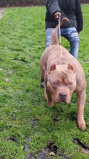 Hercules XL Bully: The Mighty Canine