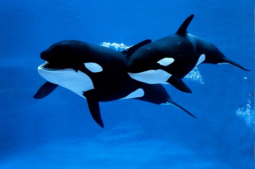 Orcas observed making seaweed tools ‘to massage each other’