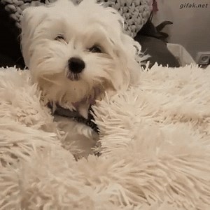 9.9K views · 45 reactions | Round of applause for the hide-and-seek champion over here!!  | Argos Pet Insurance | Facebook