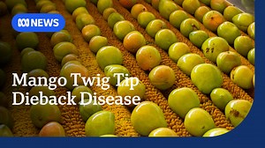 Scientists find the cause of mango twig tip dieback, eight years after the mysterious disease emerged in the Top End. Farmers say the discovery is a "first step" to treating the disease, which can drastically reduce mango yields. 🎤 Sam Parry Download the ABC NEWS App: https://ab.co/abcnewsapp Subscribe to ABC Newsmail: https://ab.co/abcnewsmail | ABC Darwin