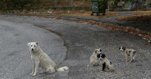 Chernobyl's canine survivors: How dogs evolved—and thrived—in the aftermath of a nuclear disaster
