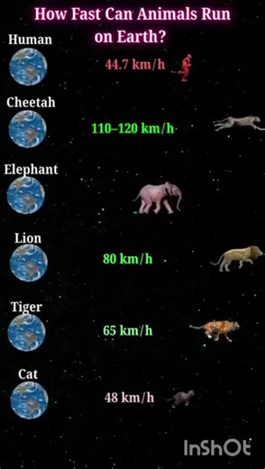 Can You Outrun a Cheetah? 🐆 Animal Speed Comparison #AnimalSpeed #Comparison #Shorts #AmazingFacts