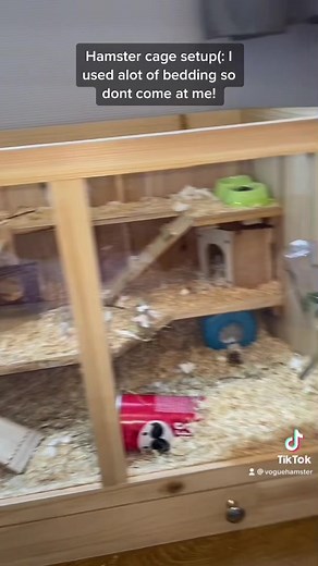 Hamster world on TikTok