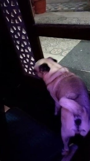 #funny pyar bhi Koi karne ki chij hai pagal ho kya