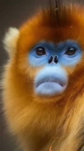 A rare monkey with blue face and orange fur surviving cold mountain of china#GoldenSnubNosedMonkey
