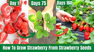 How To Grow Strawberries From Seeds To Harvest Follow Request You tube channel Link https://youtube.com/channel/UCTxo6VHGK5_O3FZwmH68qcA #reels #reel #facebookreel #growstrawberries #strawberries #strawberry #growstrawberryathome #kitchengardening #diy #diygarden #garden #growathome #growvegetablesathome #diygardening #goviral #viralreels #reelfb Home, Garden & DIY MetDaan DIY Rana Craft Kitchen Garden | TM Baagh | Facebook