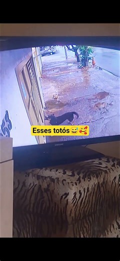 Esses totós #pets #bomhumor #cuteanimals #srd