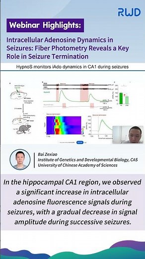 Adenosine Dynamics in Seizures: Fiber Photometry Reveals Its Role in Seizure Termination