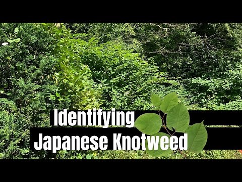 How To Identify Japanese Knotweed