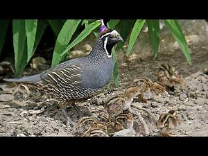 California Quail Bird Call Video: Bird Songs Western North America-Relaxing Sounds of Nature